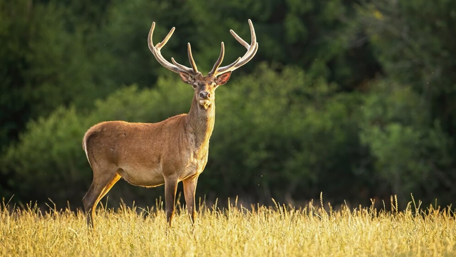 Tragedy Strikes as 13 Deer Found Dead in Madhya Pradesh Well: Who's Responsible?