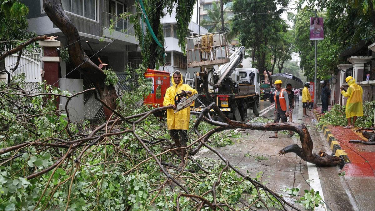 BMC's Clean Chit Sparks Outrage After Chembur Tree Collapse