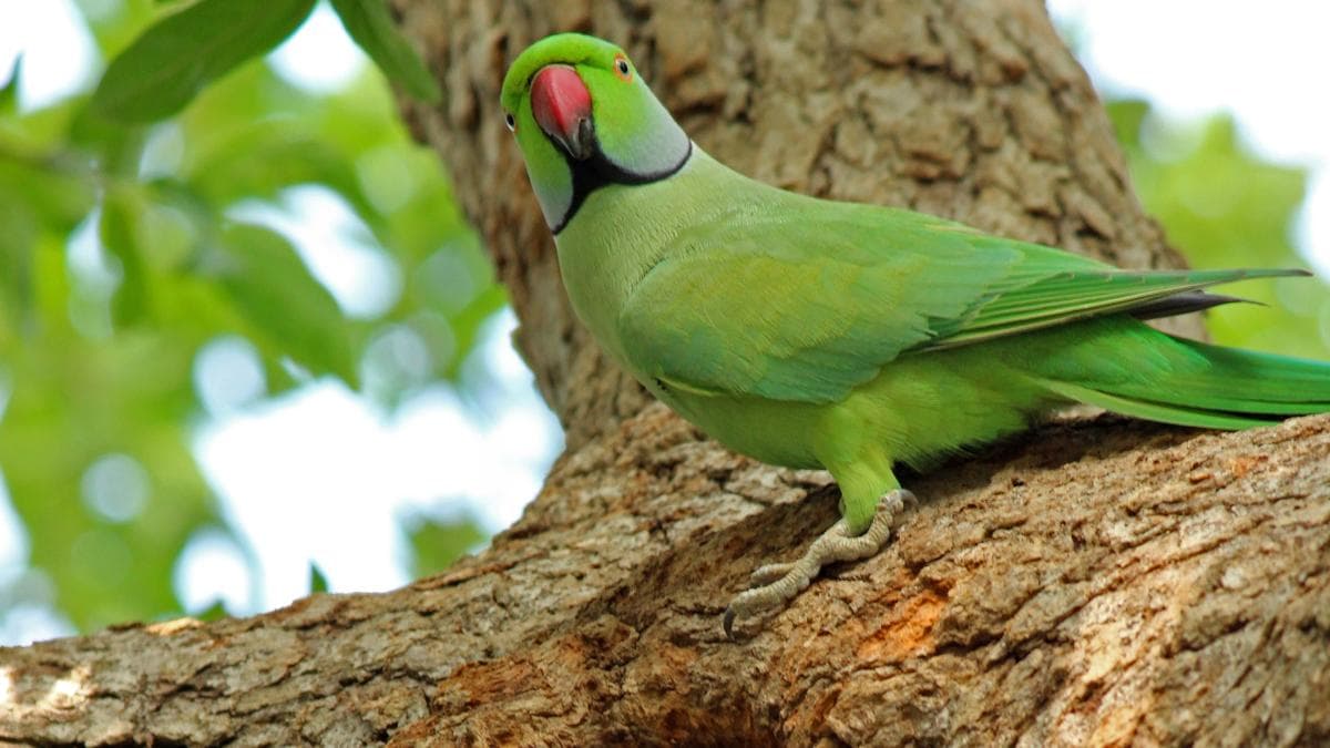 New Deadly Bird Virus Raises Alarms for India's Aviculture and Conservation Efforts